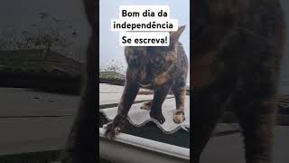 Gatinha no feriado de 7 de setembro. #gatosfofo #viralvideo #military #brasil #cat #gato #animais