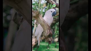 Meet the Rare Bird in Palawan: Cockatoo #birds #cute #pets