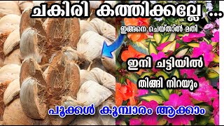 ചകിരി ഉണ്ടോ?? ബാൽസം തിങ്ങി നിറയും /chinise balsam care /malalayalam