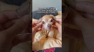 For Chihuahuas, it turns them into an instant "dachshund-mix" 😂💖.. #chihuahua #dog #dogs #puppies