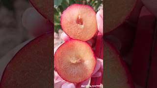 fruits harvesting 🍒🍒🍎🍑 #organic #fruitharvest #fruitfarming #fruitgarden @gardening_lover7469