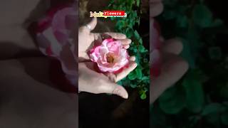 Flowers #shorst #yiutubeshort #shortsvideo #subscribe #viralshort #instagram #trending #reels #love