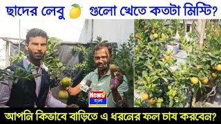 ছাদের লেবু খেতে কতটা মিষ্টি হতে পারে? জানুন এর যত্ন এবং ফলন বাড়ানোর কৌশল!