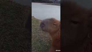 Capybara borks