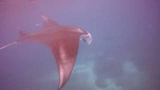 Manta Point Snorkeling Komodo National Park Indonesdia