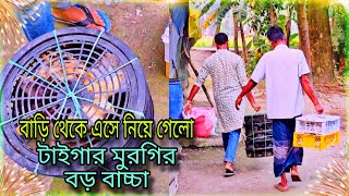 বাড়ি থেকে এসে নিয়ে গেলো টাইগার মুরগির ব্রুডিং করা বড় বাচ্চা 😊  /   Tiger chicken farming.