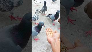 Hand-Feeding a Hungry Pigeon #birds #pigeon