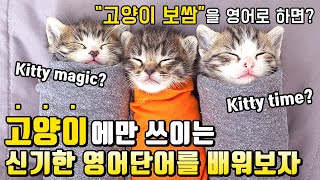 고양이에게만 쓰이는 신기한 미국식 영어 표현 모음 ㅣ 영어 강의 ㅣ (Feat.고양이와 개의 다른점)