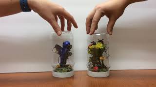 Family Activity Day | Insect Terrarium | Centers for the Arts Bonita Springs