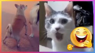 【FUNNY VIDEO】THE WAY THIS DOG TWERKING😳🤣🤣 (DOGS, CATS AND ANIMALS)