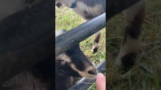 Two baby goats and their mama!