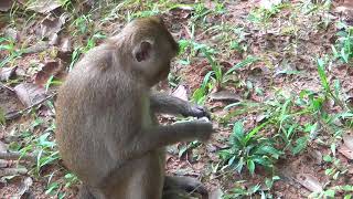 Monkeys with Many Baby Monkeys Going Throw Jungle For Finding Food