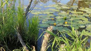 Pond in nature with water lilies summer