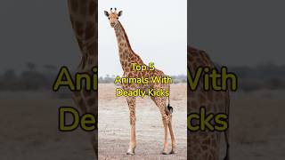 Top 5 Animals With Deadly Kicks #shorts #animalsthatkicks #giraffe