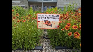 Lawn to pollinator garden in under 4 minutes - a makeover timelapse