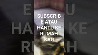 SUBSCRIBE SUBSCRIBE SUBSCRIBE #kucing #anakkucinglucu