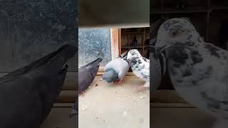 Racing pigeon color