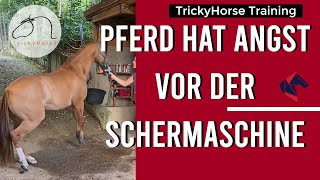 Angst vor der Scherrmaschine lösen - TrickyHorse Training #Schermaschine