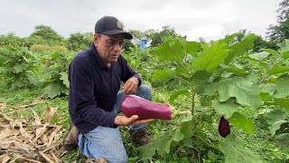 CULTIVO DE BERENJENA ORGÁNICO.