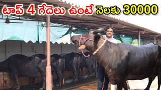 ఈ 4 గేదెలతో నెలకు 30 వేలు Buffalo farm @MalleshAdla