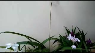 Orquídeas terrestre,lindas floração