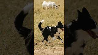 Faszinierende Fakten über Border Collies  #factsofnature #facts #tiere