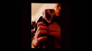 Ferret Screaming