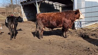 Cleaning up manure and talking about the lows of calving and the learning points.