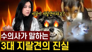 비글은 정말 악마견일까? 수의사가 말하는 3대 악마견(a.k.a지랄견)의 진실