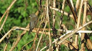 Dark-eyed Junco