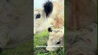 lying around #cowfie #cow