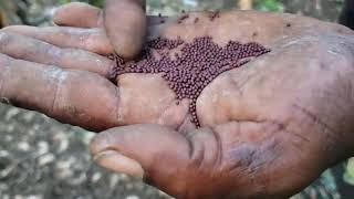 a tour of my little organic farm no fertilizer #jamaican farming 🥰💯🇯🇲