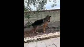 A shepherd dog picked up a huge tick in the bushes 🤣 --- it was a cat