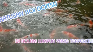 RATUSAN IKAN KOI DOITSU JUMBO DI KOLAM LUMPUR TERPENCIL!!! SEMUA KOI GRADE A GAESS!!!