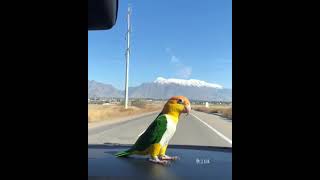 Funny And Smart Parrots #shorts #talkingparrot