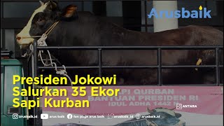 Presiden Jokowi Salurkan 35 Ekor Sapi Kurban