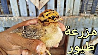 شكلى هعمل مزرعة🥰😳من الطيور دى|| حمام جديد شديد🕊️✅