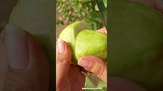 fruits farming 🥝🍈🥑🍐 #fruitcutting #harvesting #peeling #fruitgarden #farmer  @gardening_lover7469