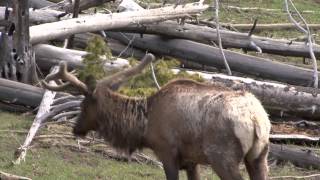 Ausflug zum Yellowstone National Park [2012]