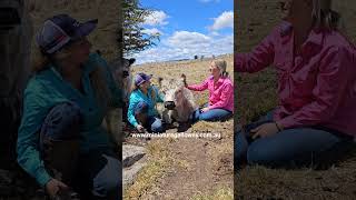 Jaffa & Friends #cowlover #minicow #cow #cowcuddling #cuddlecow #cuddlecowtherapy #AAT cows