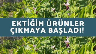 Sebzeler boy attı - Sebzelerden verim alıyor muyum? Topraktan çıkan sebzelerim.