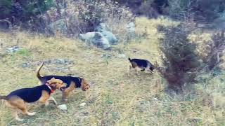 Beagle Av Köpeği Tavşanın Peşinden Koşuyor