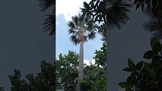 Buri, from the family of Palmera is a tall and strong tree #shorts #subscribe #support