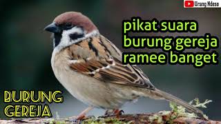 Pikat Suara Burung Gereja Ribut gacor