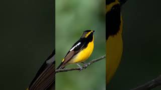 RELAXING SOUNDS | BIRDS SINGING| FLYCATCHER | WONDERFUL BIRDS | AMAZING SOUNDS | BIRDS CHIRP | CALM