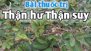 Bài thuốc trị thận hư thận suy. PHAN HẢI Vlog