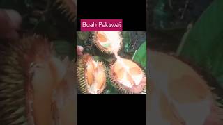 BUAH PEKAWAI DURIAN KUNING HUTAN KALIMANTAN