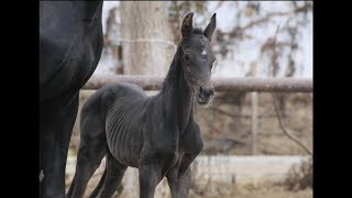 colt by Don Index - Furstenball  (3 days old)