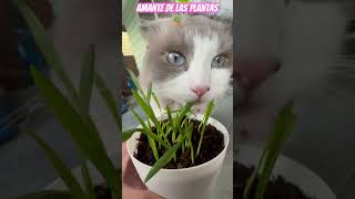 Gatitos Amantes de las plantas #cats