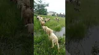 ternak kambing umbaran ||  jual DOMBA KOMPLIT #shorts